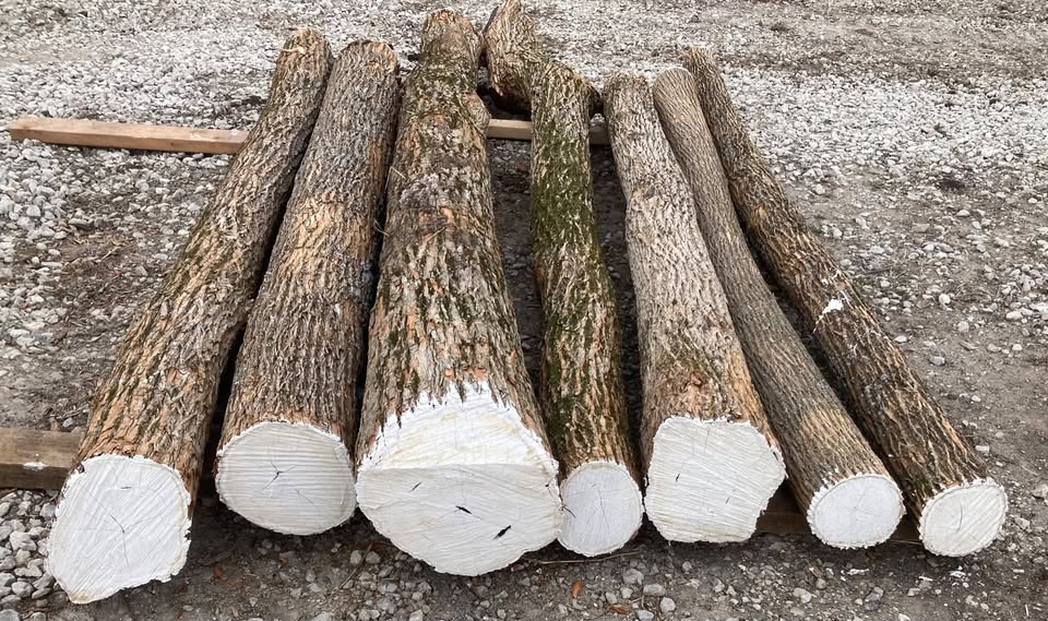 Traditional Bow Stave Logs — Usually around 6" diameter, at least 6 ft long, no knots, hand-selected, pickup only