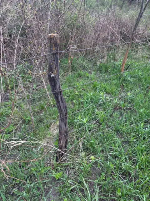 Weathered hedge fence post from 1962 still holding barbed wire