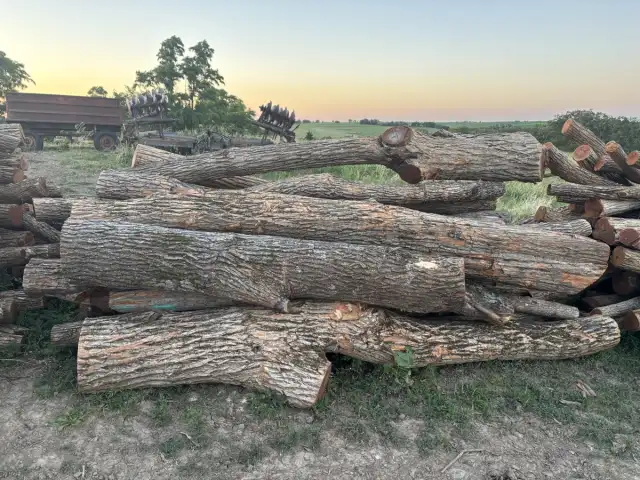 Regular Corner Posts — 8-14" diameter, curvy or cut last year, 9ft long